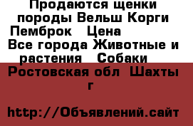 Продаются щенки породы Вельш Корги Пемброк › Цена ­ 40 000 - Все города Животные и растения » Собаки   . Ростовская обл.,Шахты г.